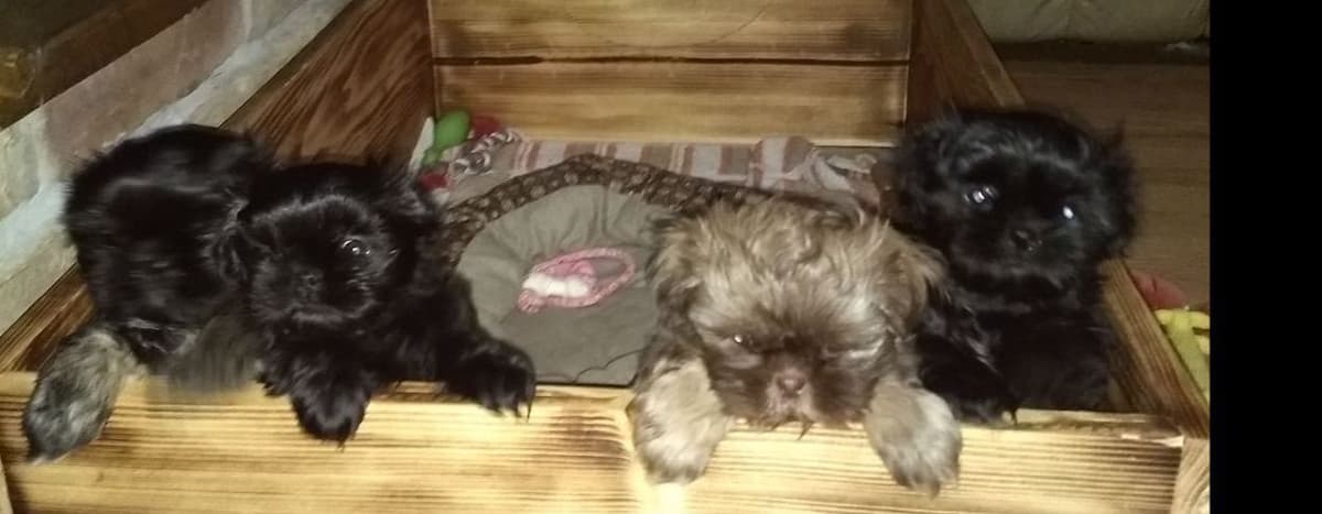 Shih Tzu Puppies breeder image 5