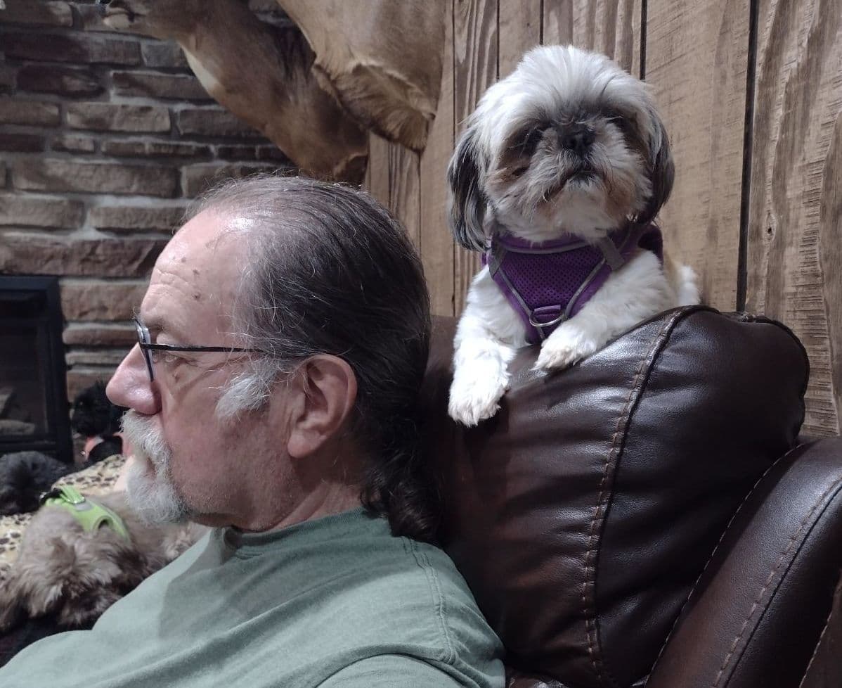 Shih Tzu Puppies breeder image 1