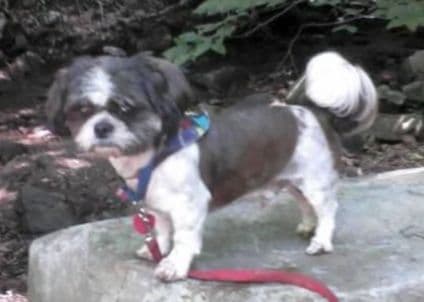 Shih Tzu Puppies breeder image 3