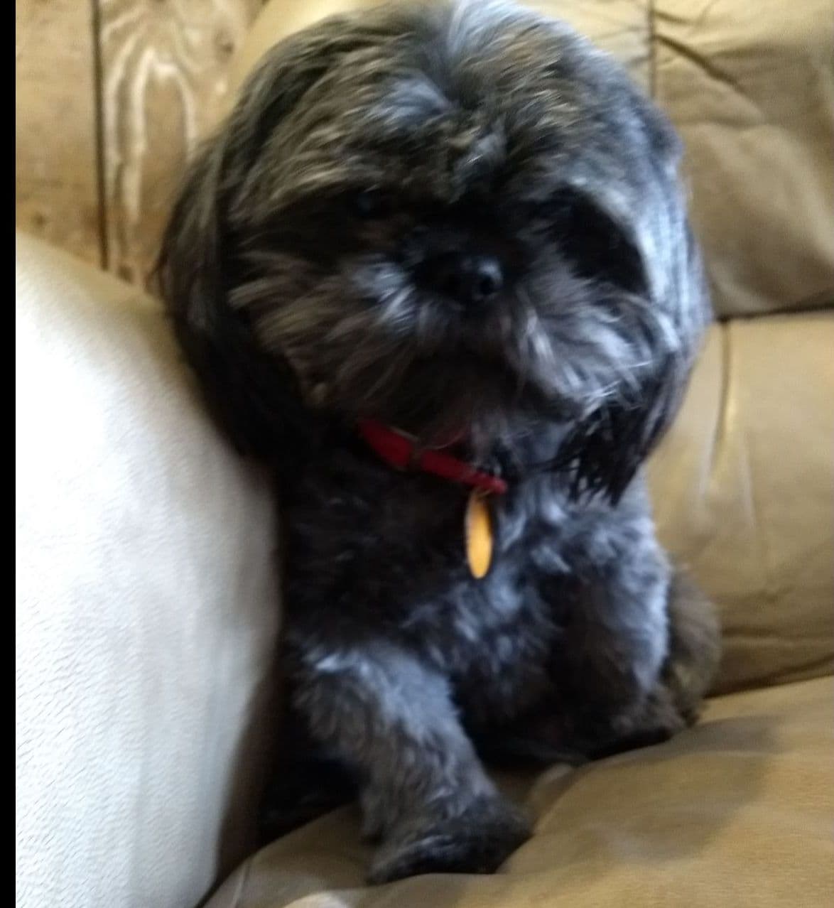 Shih Tzu Puppies breeder image 4