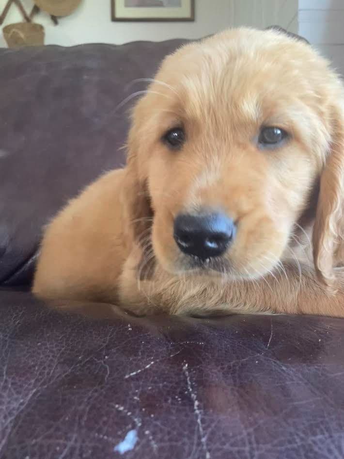 Golden Retriever Puppies breeder image 2