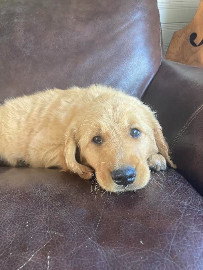 Golden Retriever Puppies breeder image 4