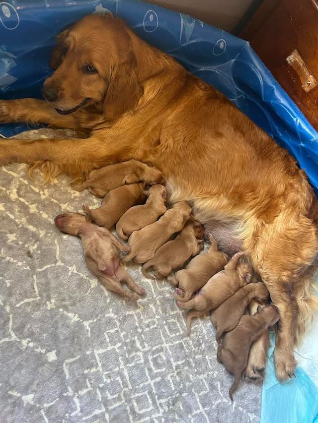 Golden Retriever Puppies media 4