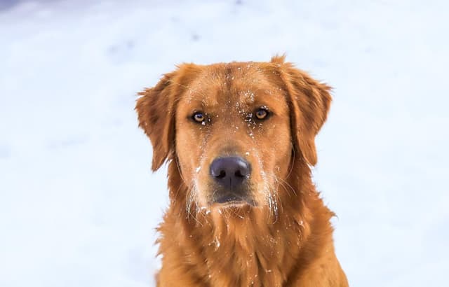 Golden Retriever Puppies media 6