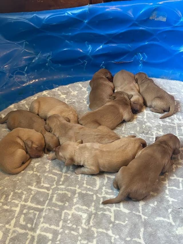 Golden Retriever Puppies media 5