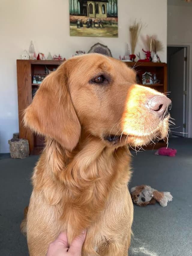 Golden Retriever Puppies media 7