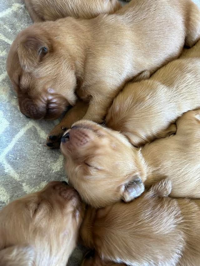Golden Retriever Puppies media 3