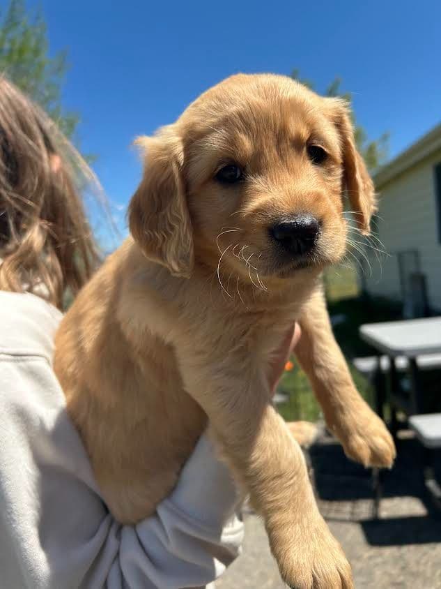 Golden Retriever Puppies breeder image 5