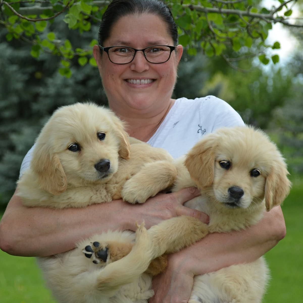 Golden Retriever Puppies breeder image 3