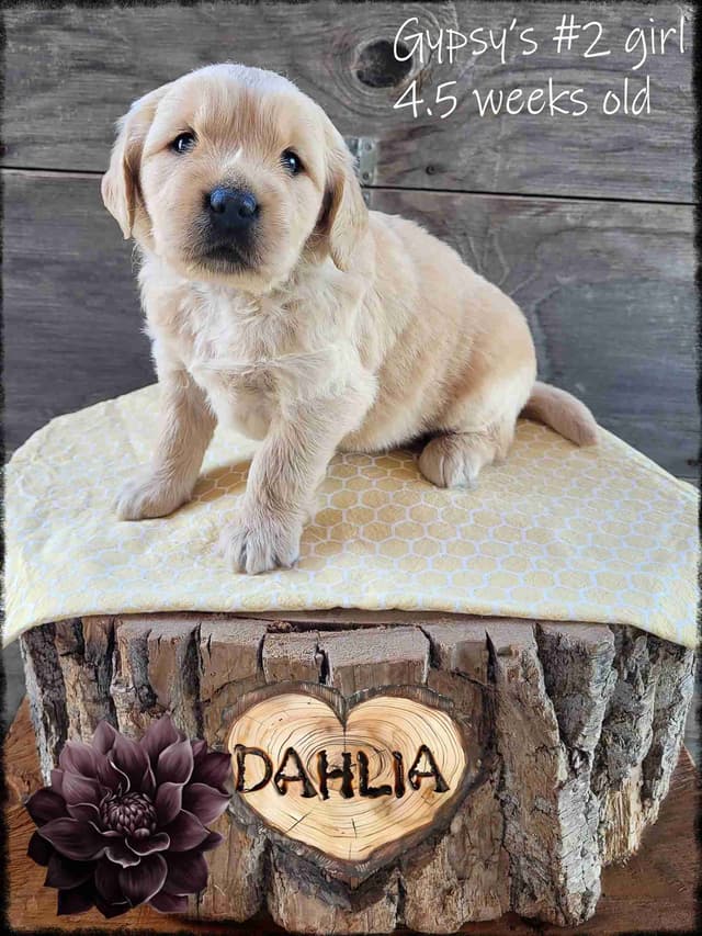 Golden Retriever Puppies media 2