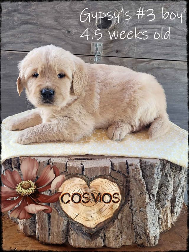 Golden Retriever Puppies media 3