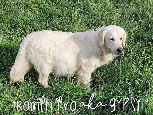 Golden Retriever Puppies media 4