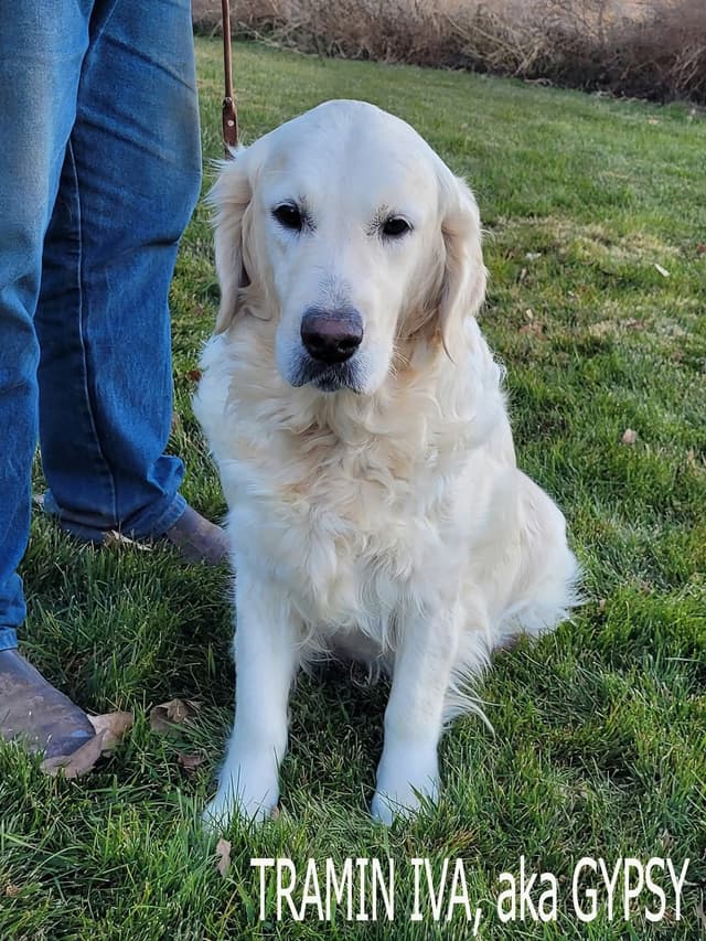 Golden Retriever Puppies media 5