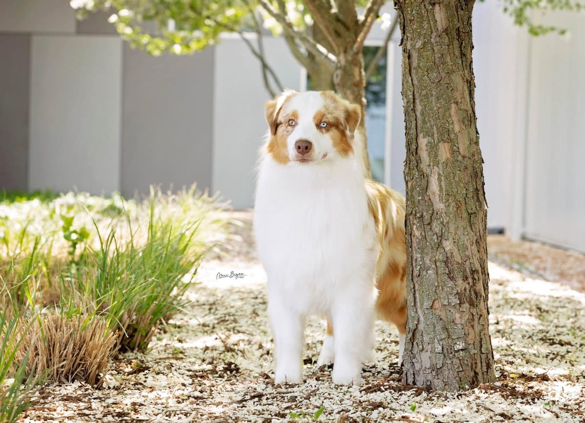 Champion Australian Shepherd puppies breeder image 3