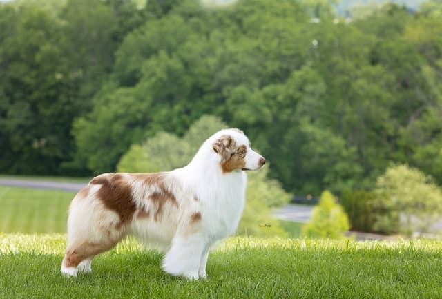 Champion Australian Shepherd puppies media 2