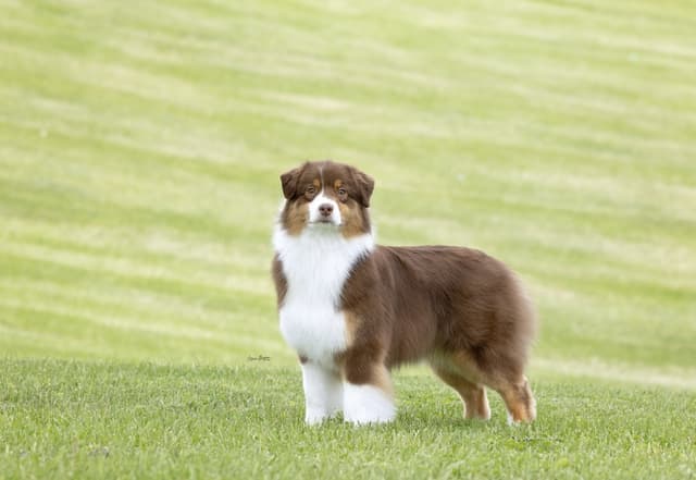 Champion Australian Shepherd puppies media 3