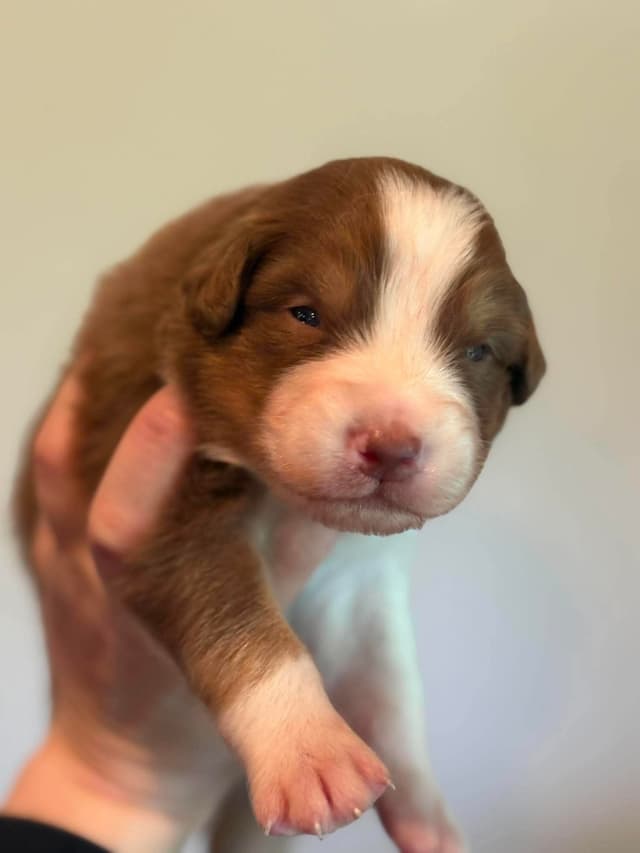 Champion Australian Shepherd puppies media 4