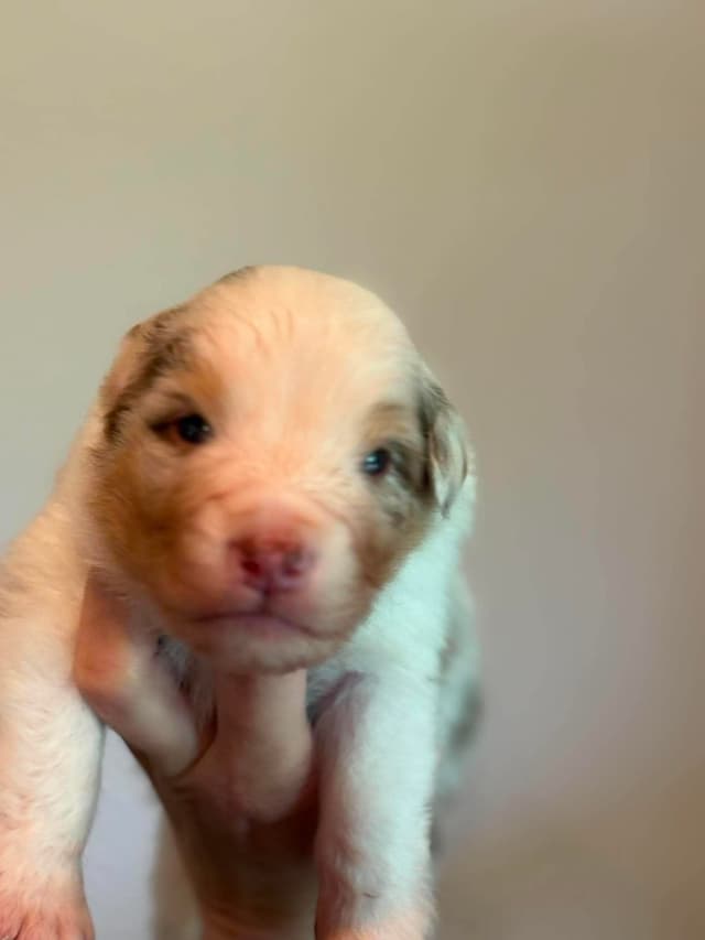 Champion Australian Shepherd puppies media 6