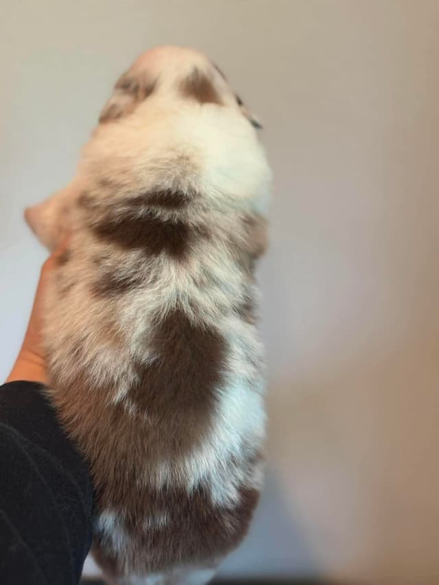 Champion Australian Shepherd puppies media 7