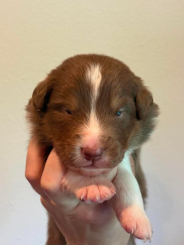 Champion Australian Shepherd puppies media 9