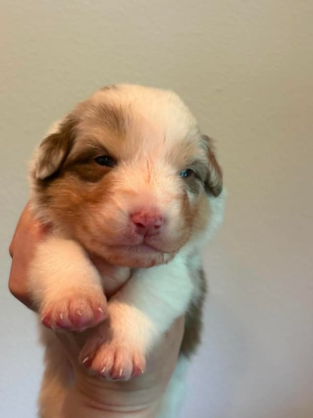 Champion Australian Shepherd puppies media 10