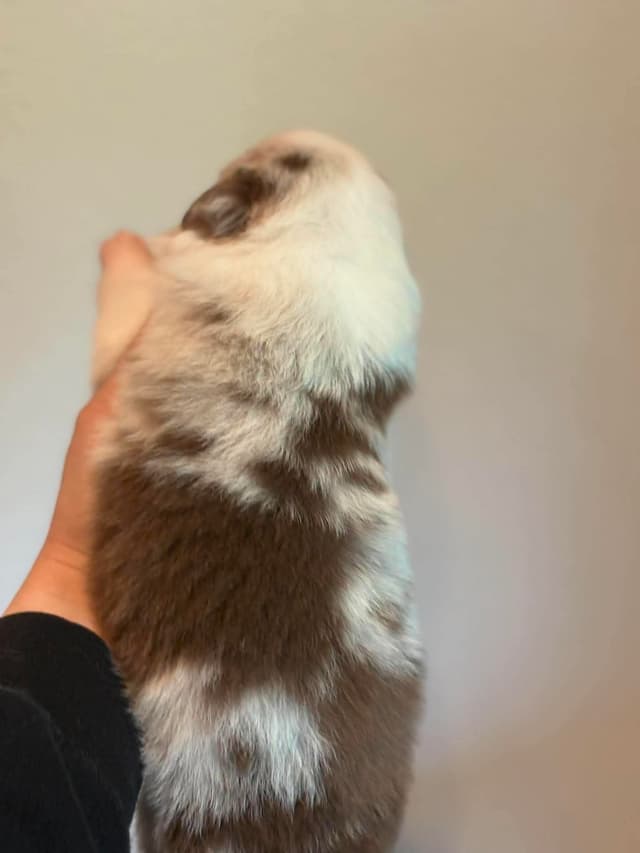 Champion Australian Shepherd puppies media 11