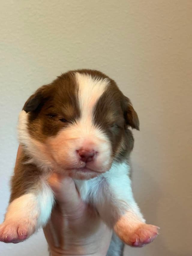 Champion Australian Shepherd puppies media 12