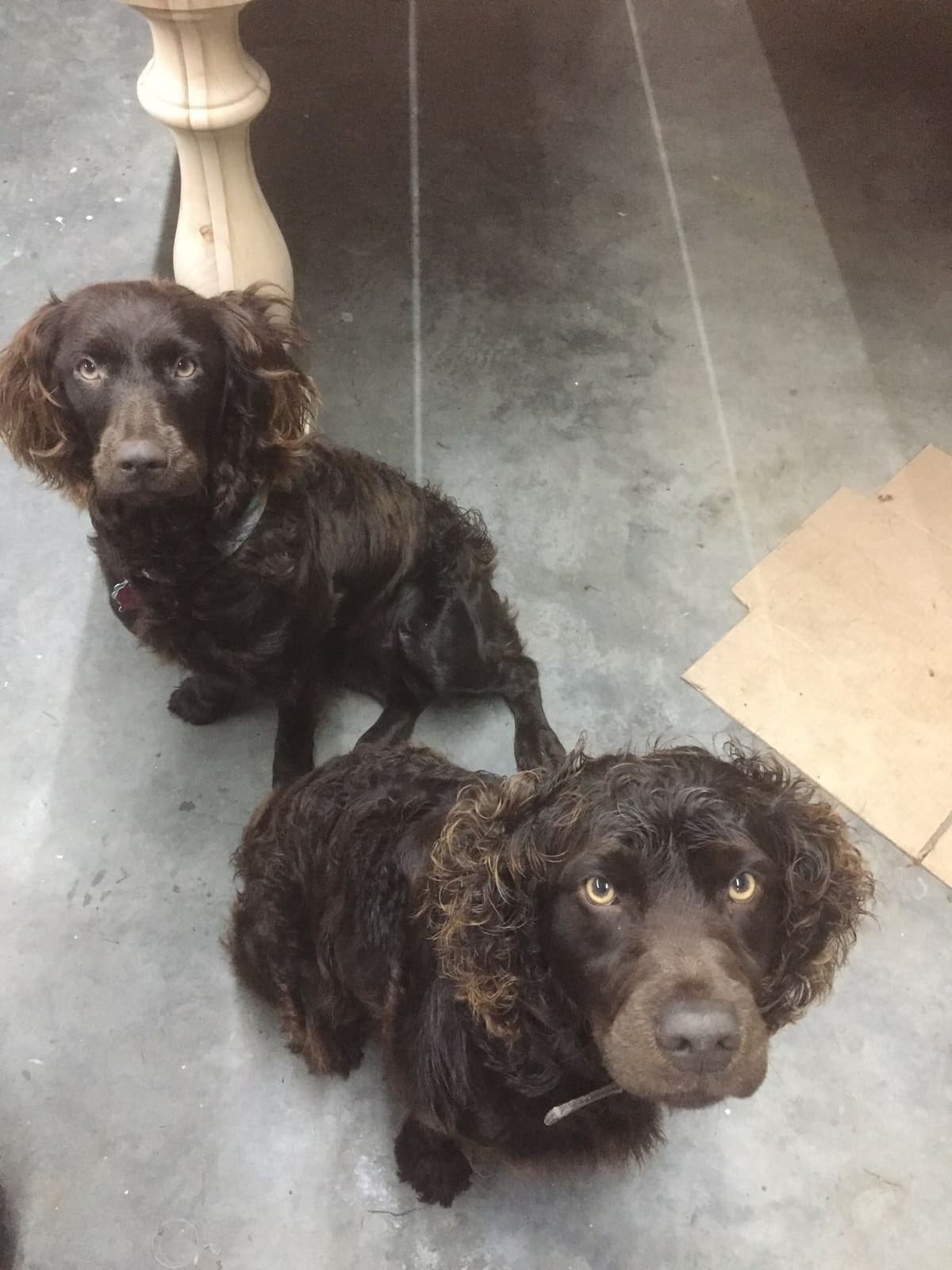 Boykin Spaniel Puppies breeder image 1