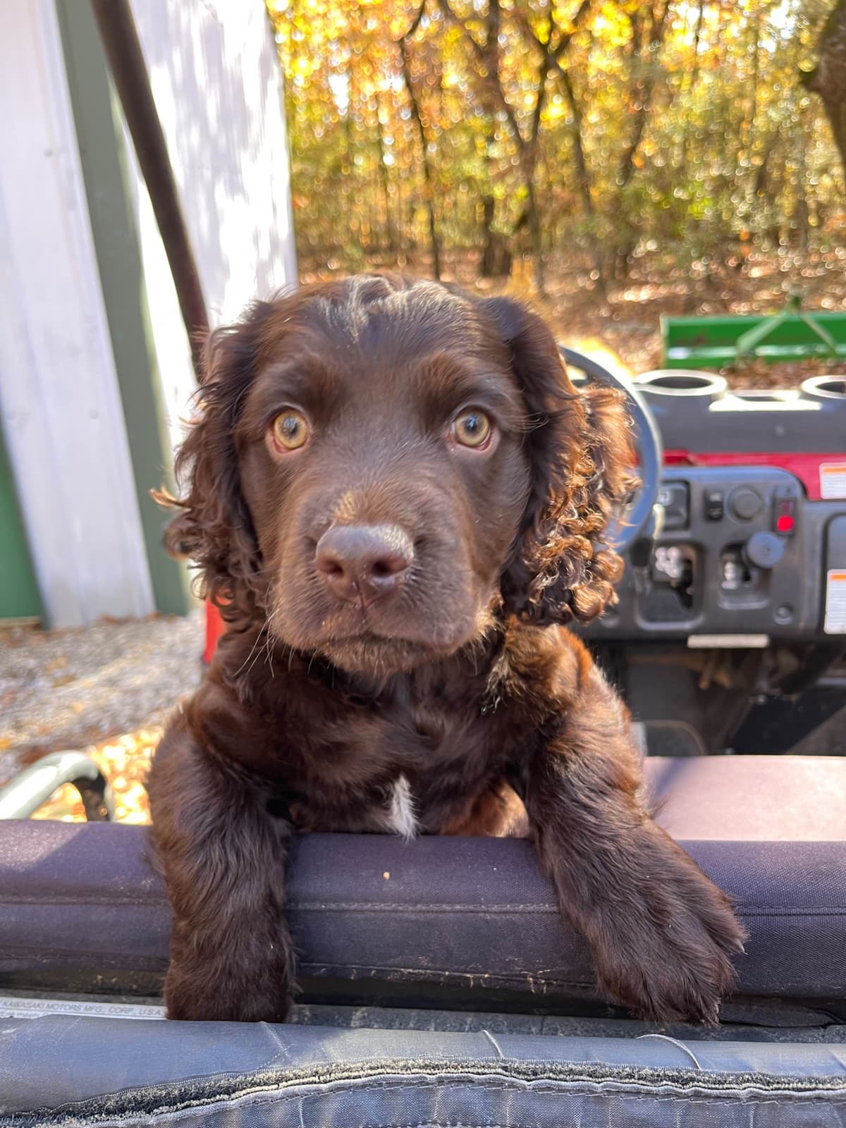 Boykin Spaniel Puppies breeder image 3