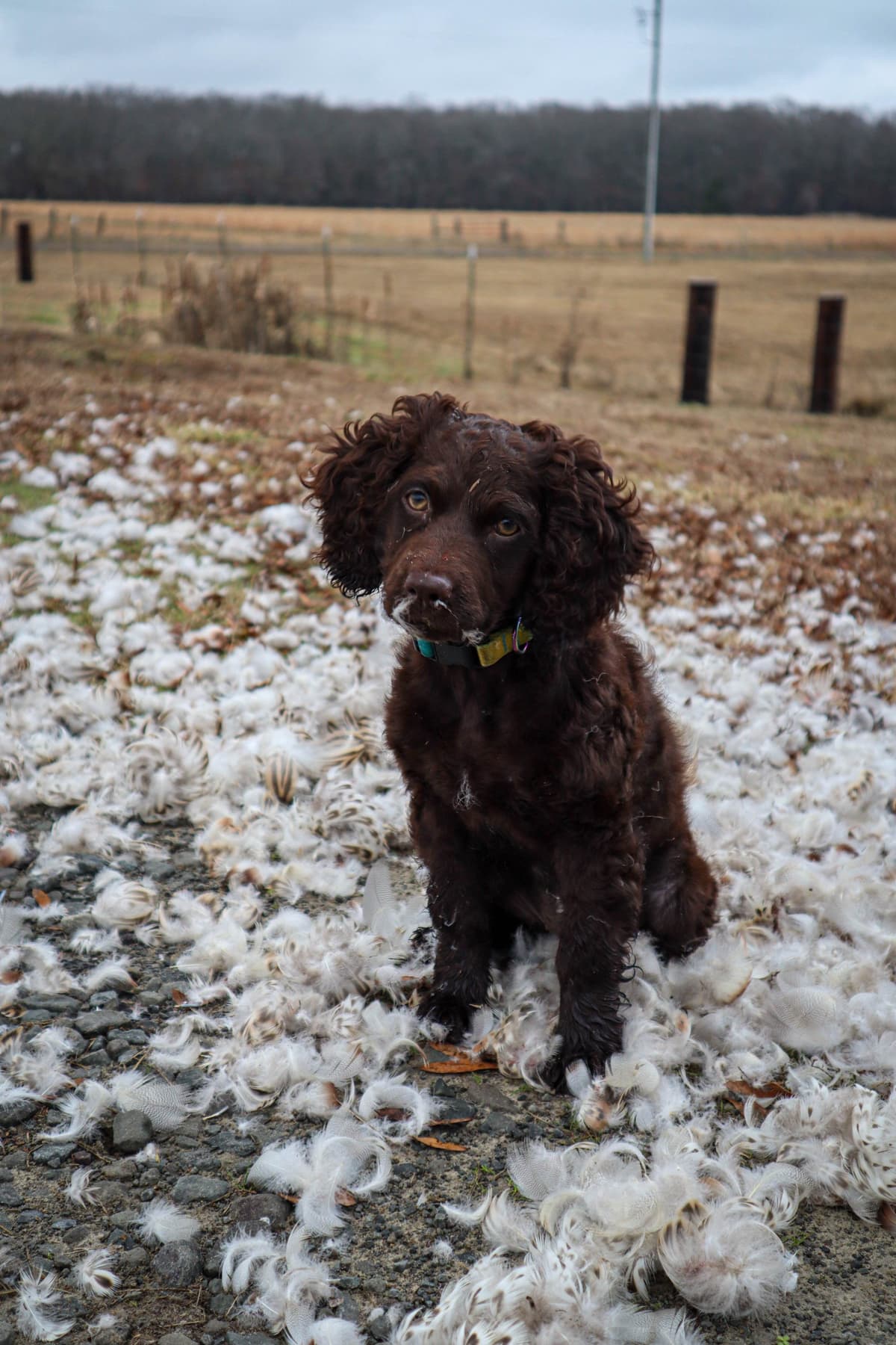 Boykin Spaniel Puppies breeder image 4