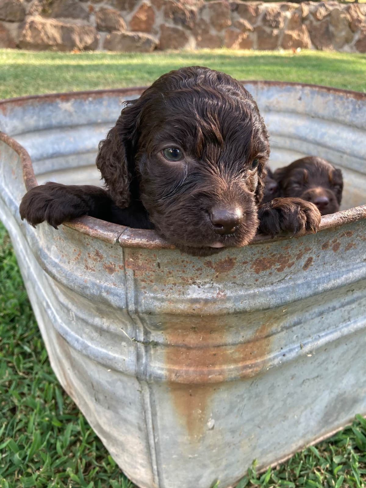 Boykin Spaniel Puppies breeder image 5