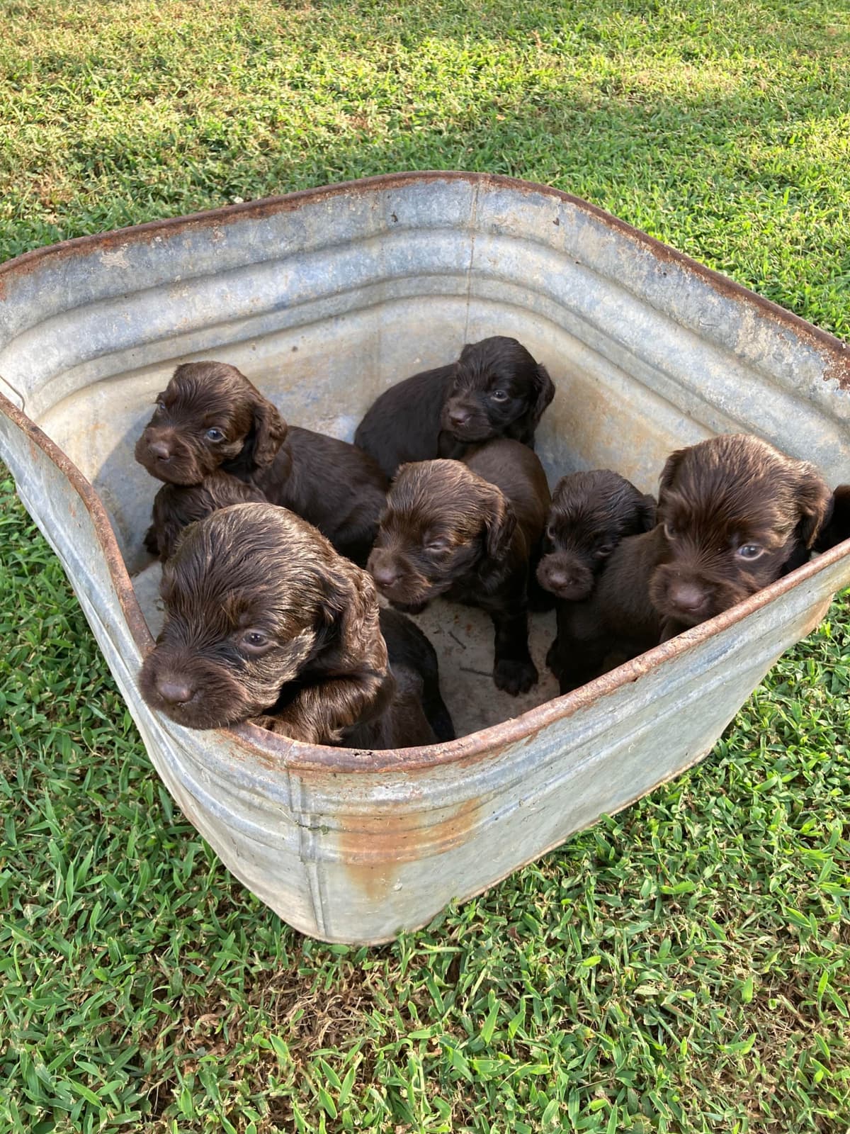 Boykin Spaniel Puppies breeder image 6