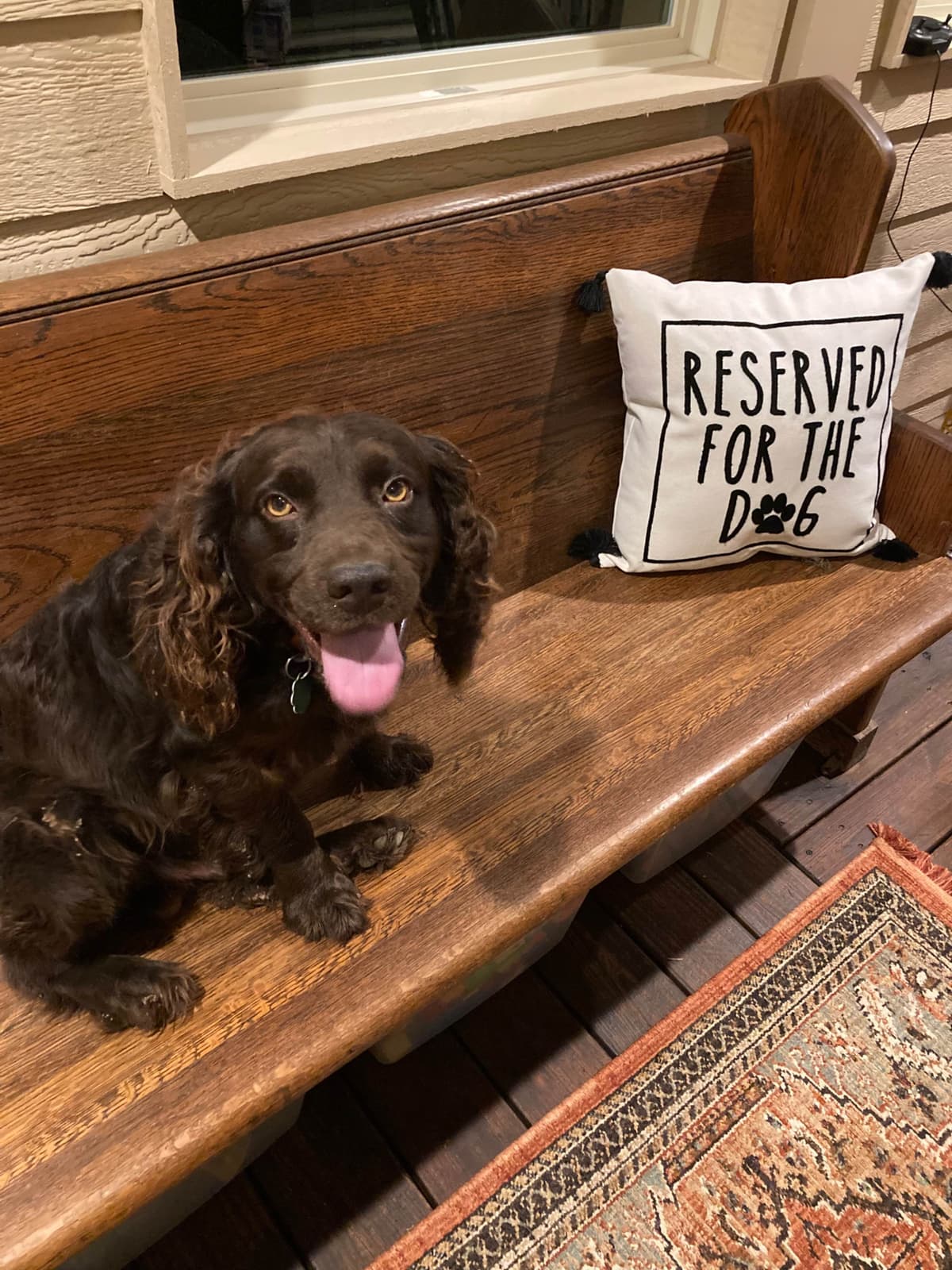 Boykin Spaniel Puppies breeder image 7
