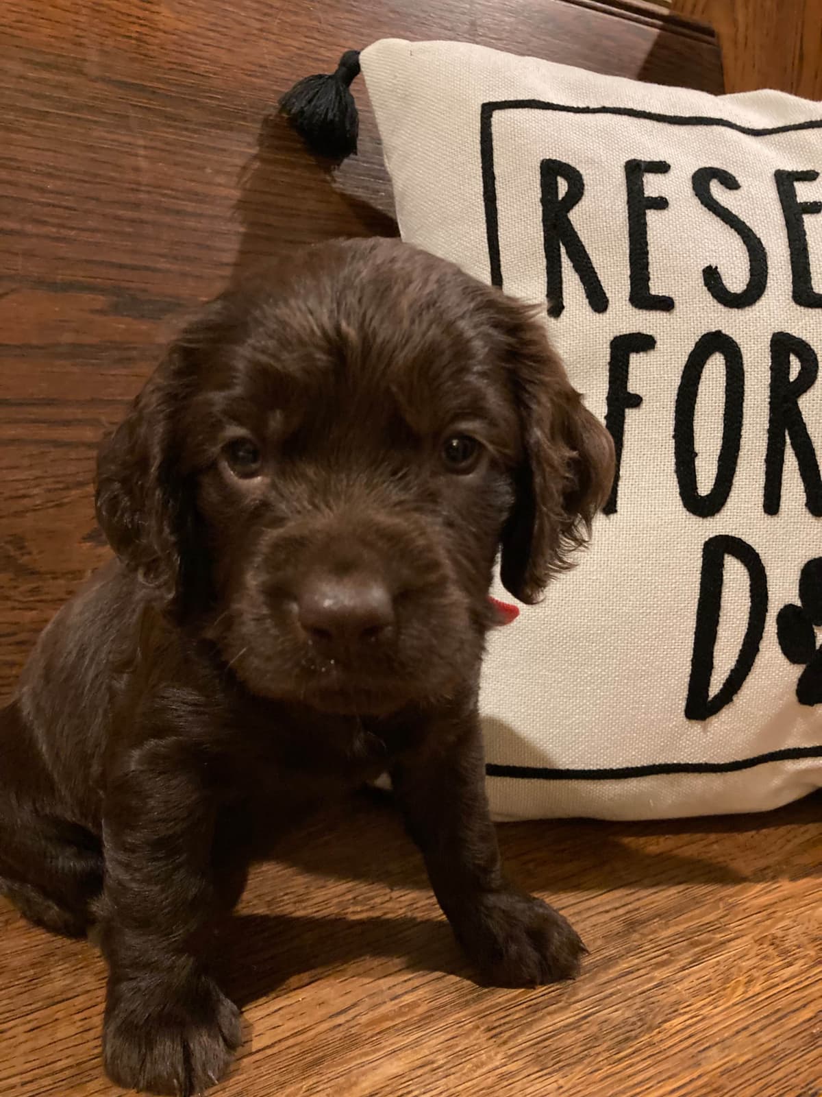 Boykin Spaniel Puppies breeder image 8