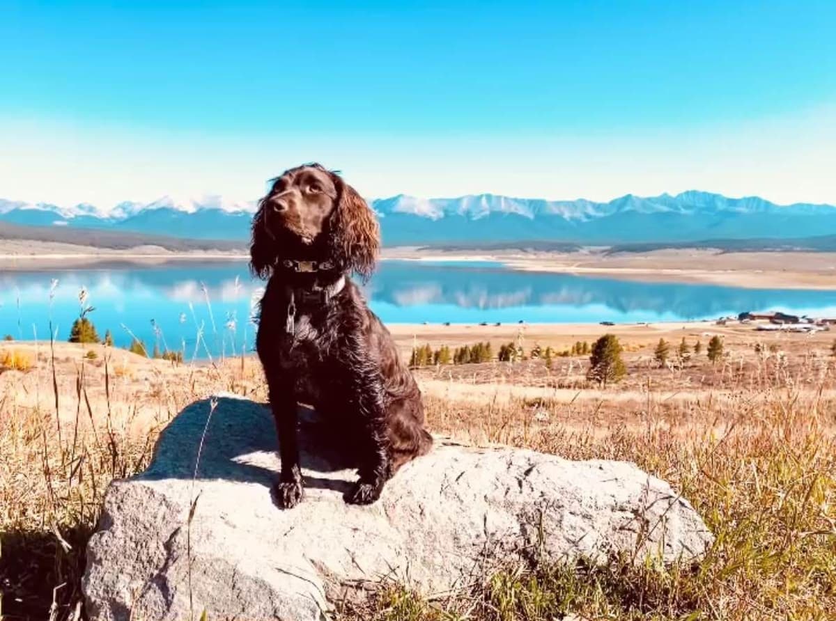 Boykin Spaniel Puppies breeder image 11