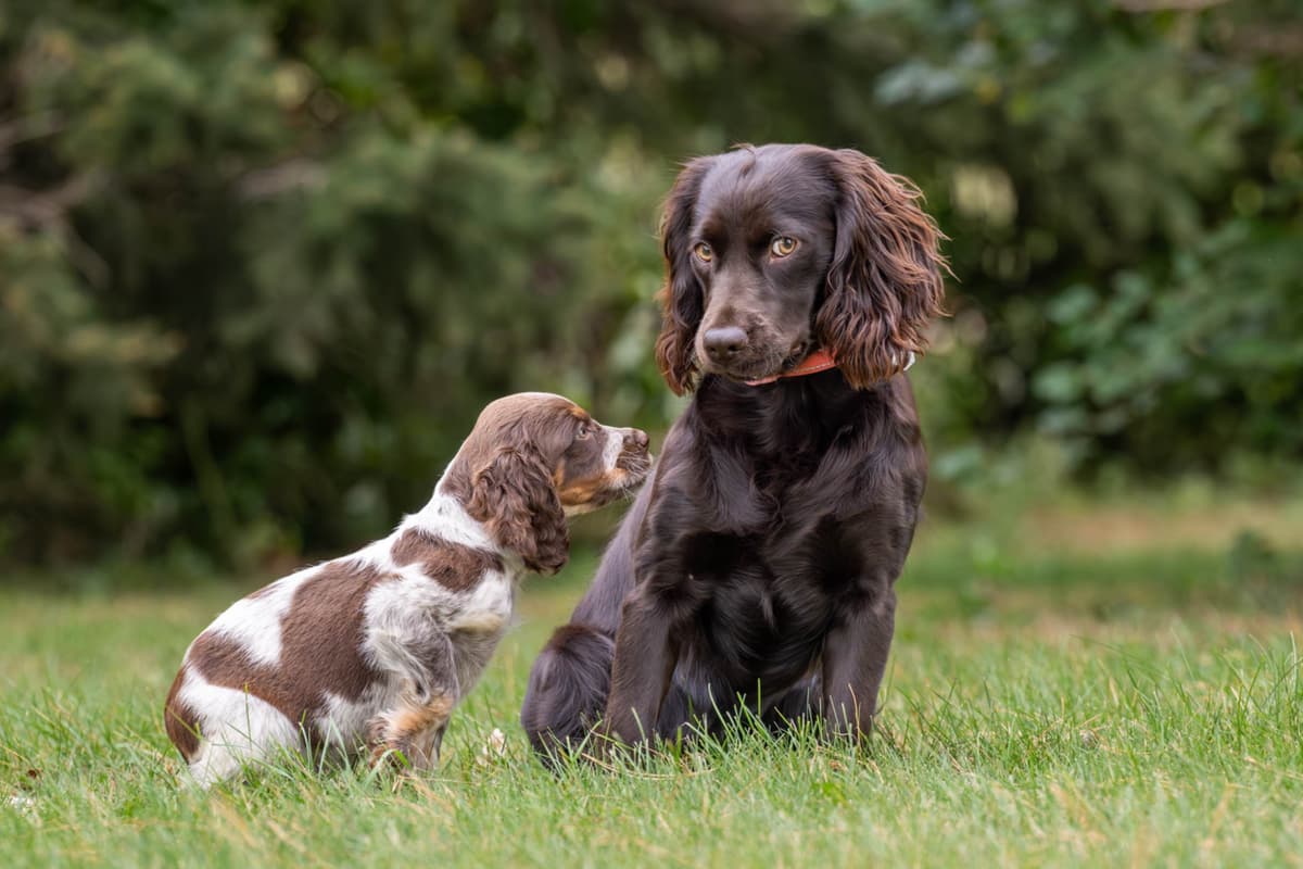 Boykin Spaniel Puppies breeder image 13