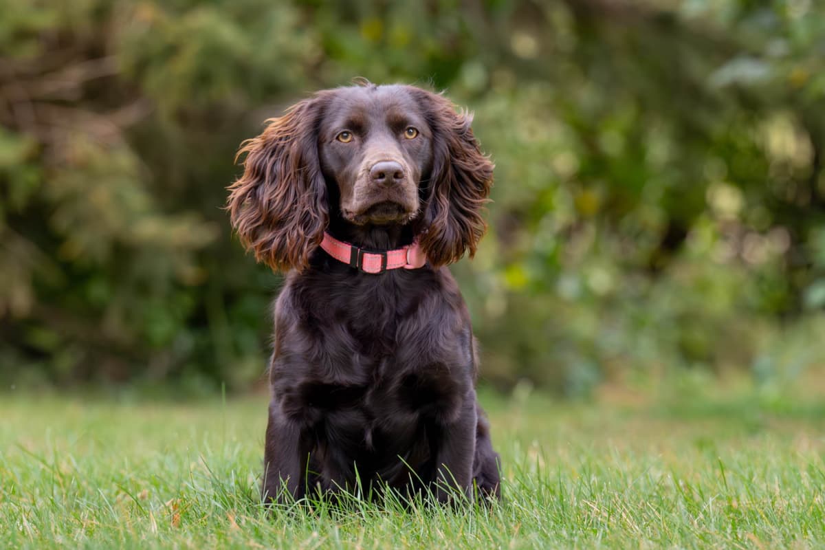Boykin Spaniel Puppies breeder image 12