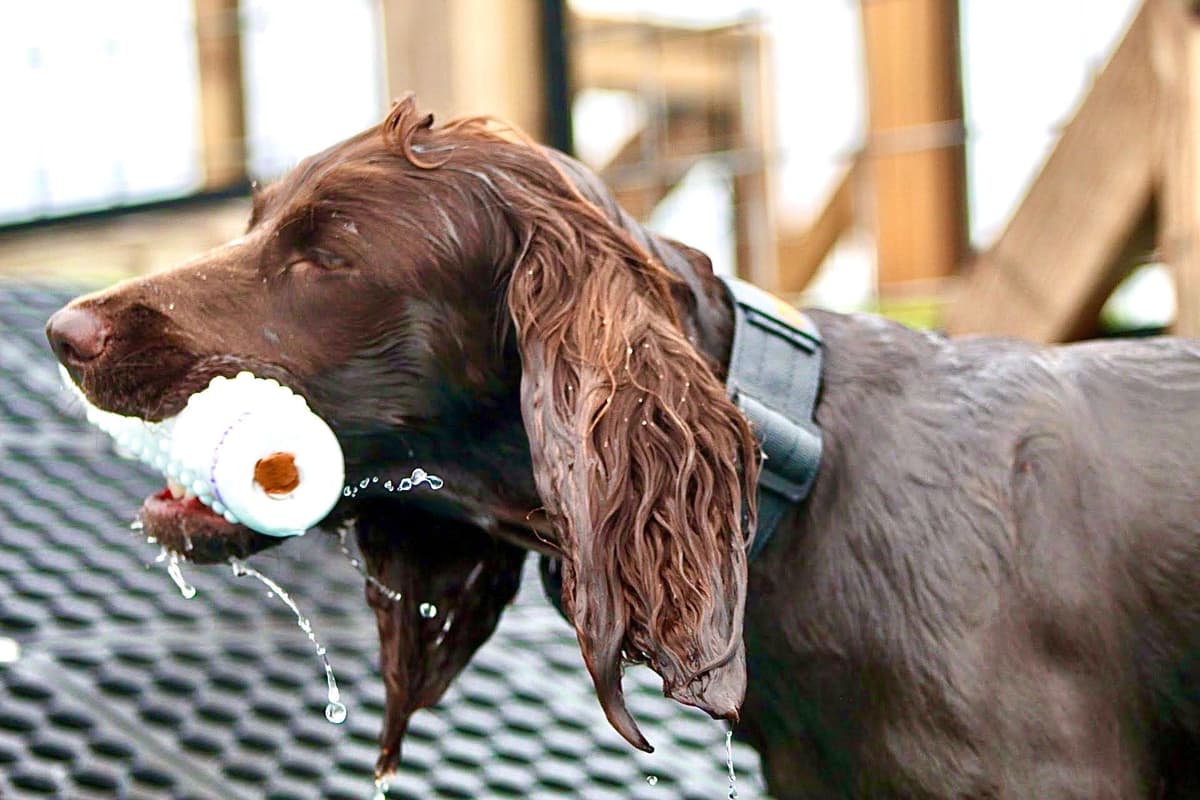 Boykin Spaniel Puppies breeder image 10