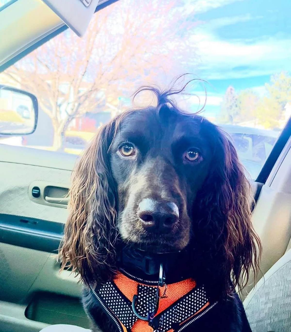 Boykin Spaniel Puppies breeder image 14