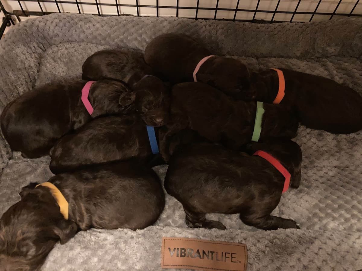 Boykin Spaniel Puppies breeder image 15