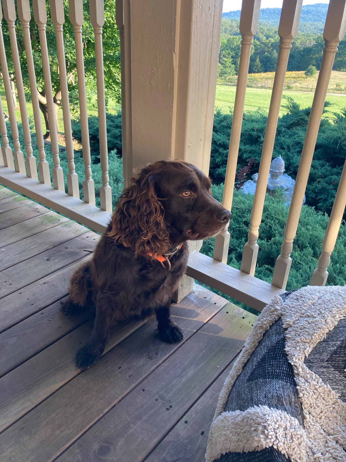 Boykin Spaniel Puppies breeder image 16