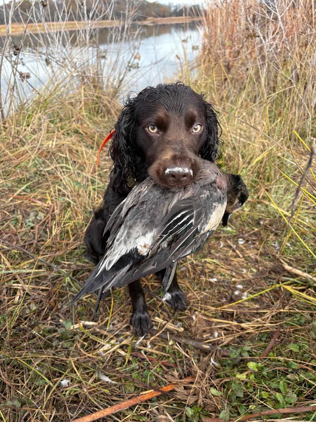Boykin Spaniel Puppies media 3