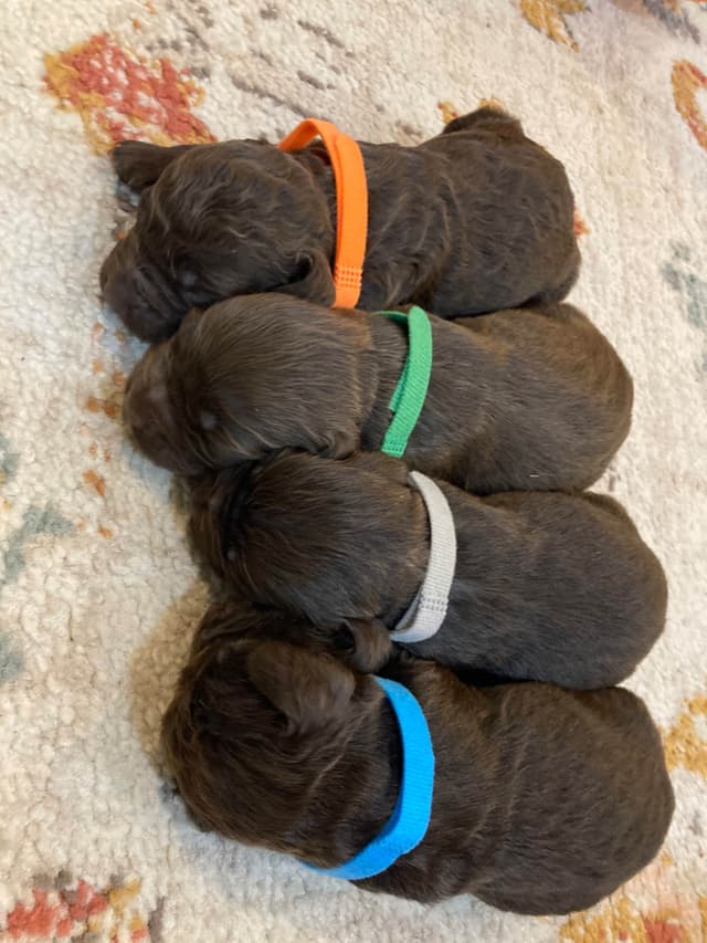 Boykin Spaniel Puppies media 4