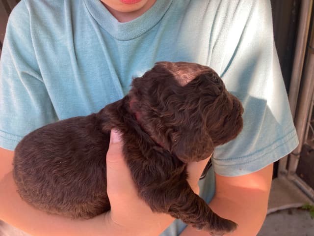 Boykin Spaniel Puppies media 5