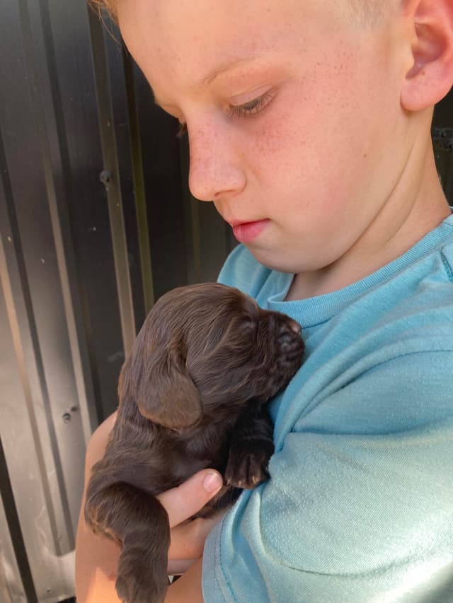 Boykin Spaniel Puppies media 6
