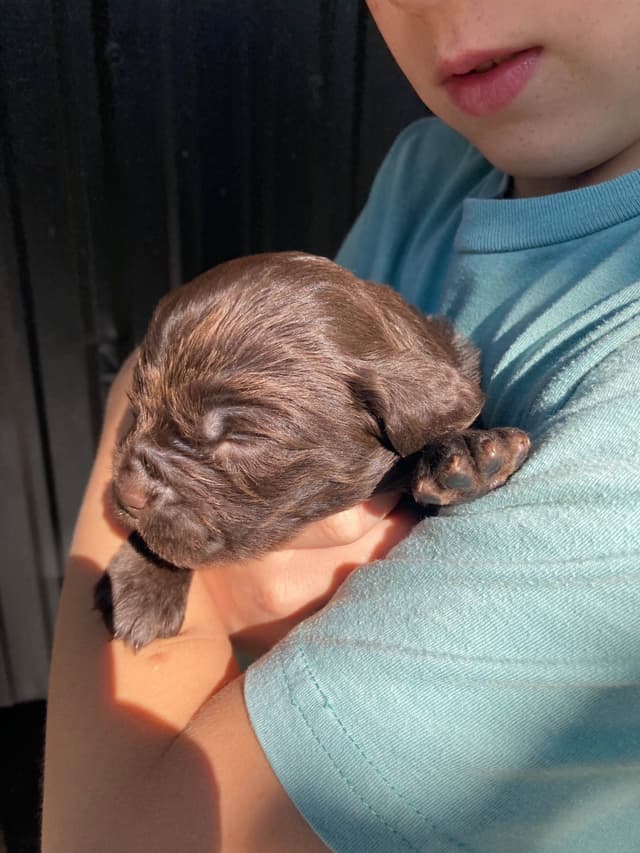 Boykin Spaniel Puppies media 7