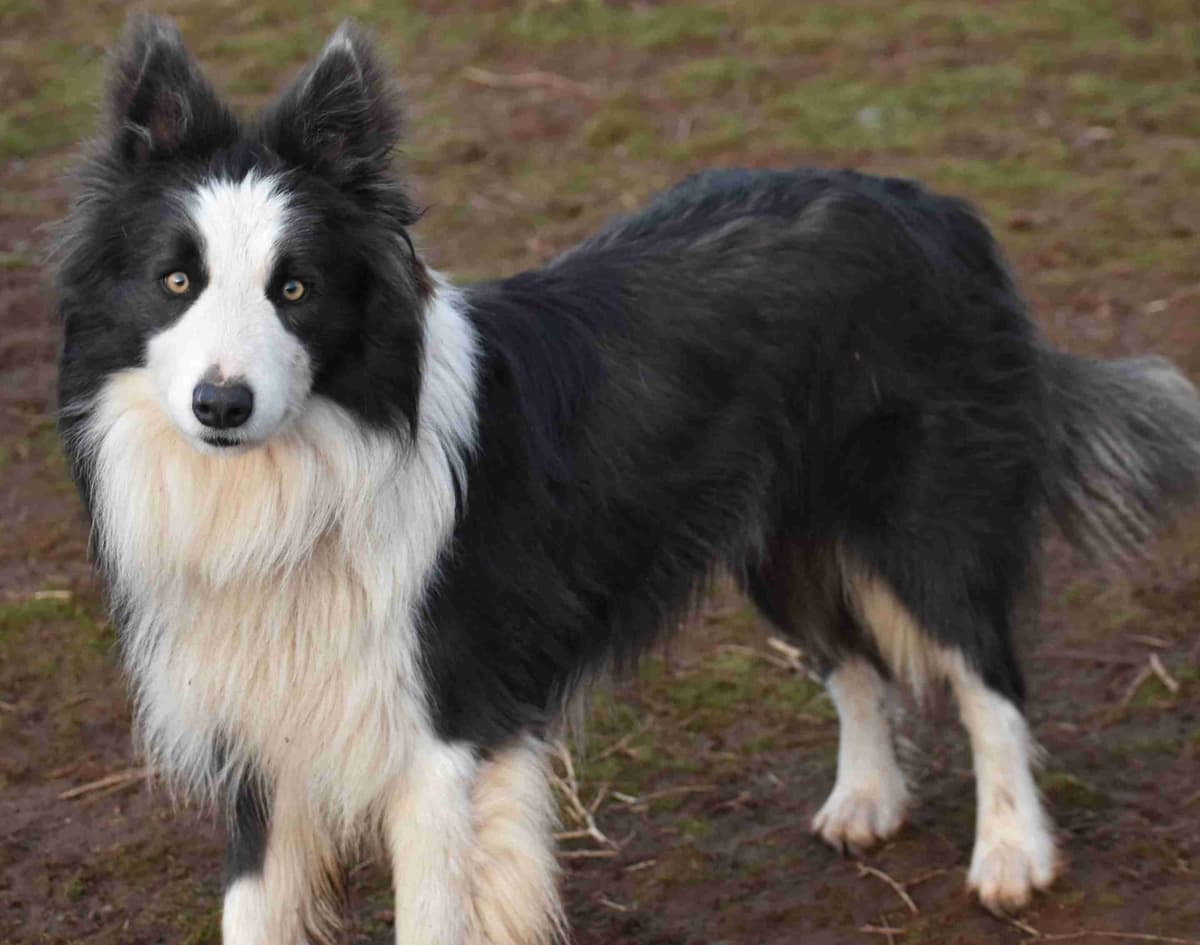 Border Collie Puppies breeder image 4