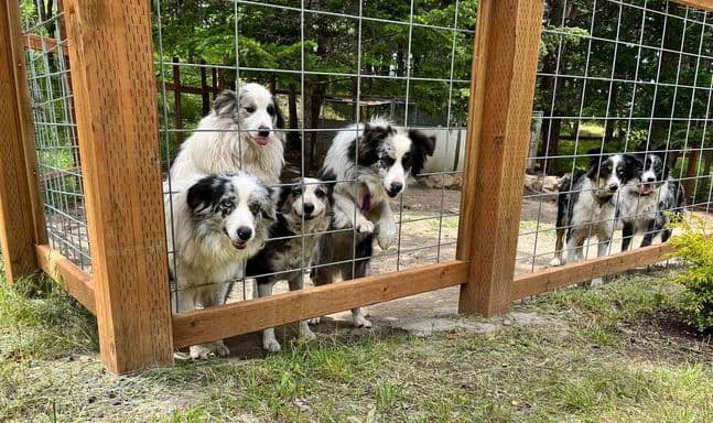 Border Collie Puppies breeder image 7