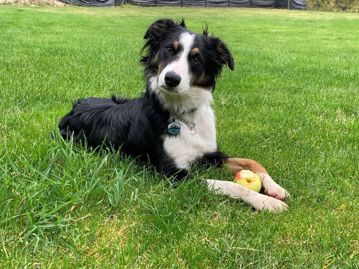 Border Collie Puppies breeder image 9