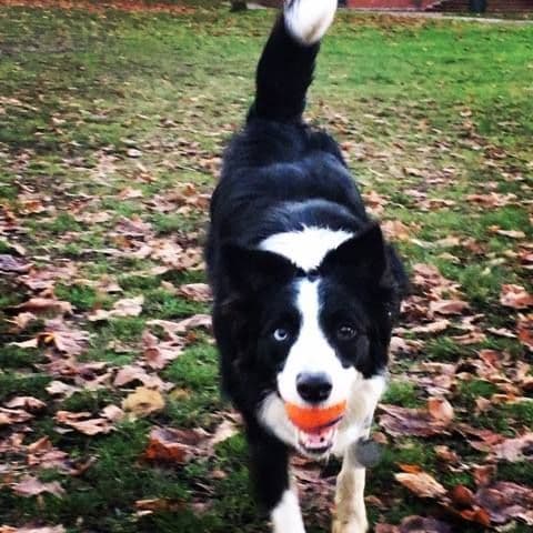 Border Collie Puppies breeder image 10